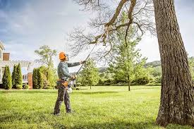 Best Fruit Tree Pruning  in Browns Point, WA