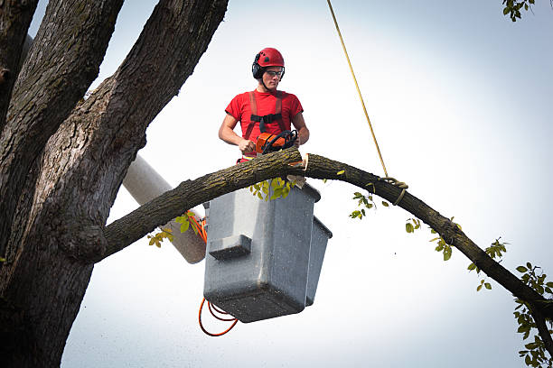 Best Emergency Tree Removal  in Browns Point, WA