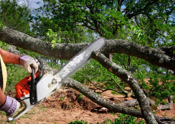 How Our Tree Care Process Works  in  Browns Point, WA